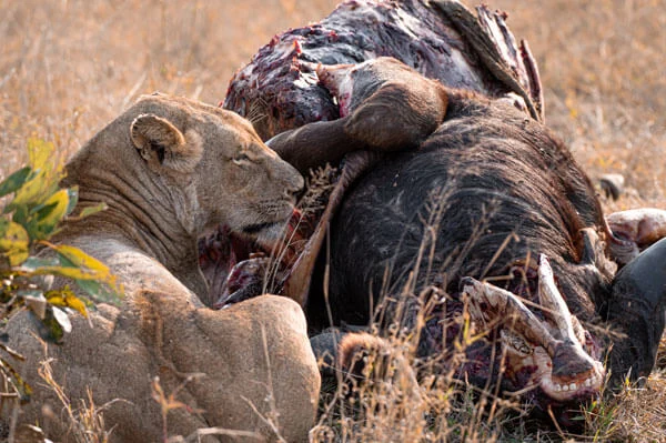 Jock Safari Lodge: Unvergessliche Flitterwochen mitten im Krüger Nationalpark, Foto 8